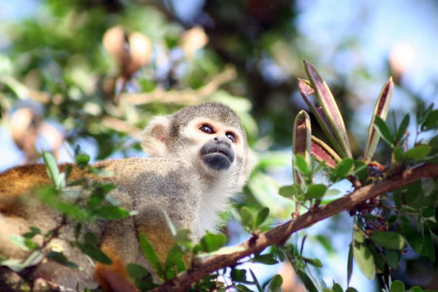 Iquitos: 5 Days inside the Rainforest | Amazon Jungle Tour - Who should book this Amazon trip