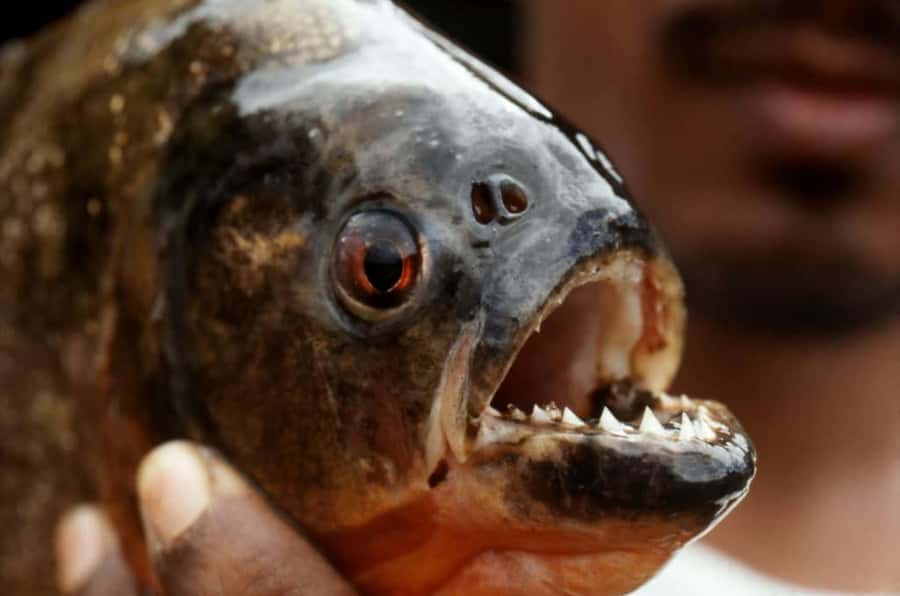 Iquitos: 5 Days inside the Rainforest | Amazon Jungle Tour - Day two brings rescue animals and piranha fishing
