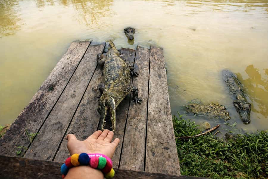 Iquitos: 6-Hour Wonderful Wildlife Guided Tour - Walking to the giant Lupuna tree