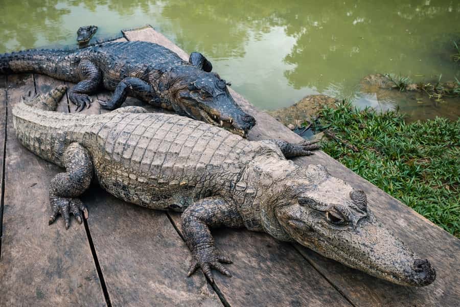 Iquitos: 6-Hour Wonderful Wildlife Guided Tour - Guides Jose, Cristian, and the value of local stories