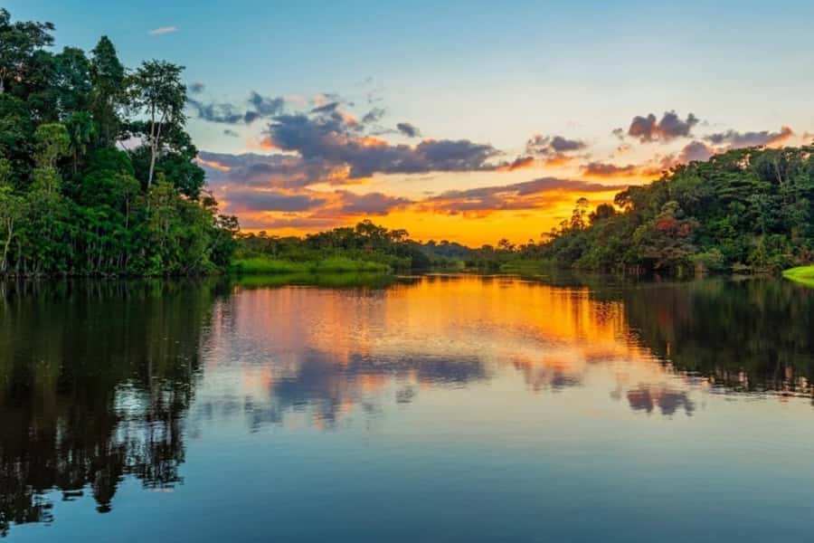 Iquitos: Amazon Jungle in 2 Days: Adventure and Expedition - Medicinal plants and towering trees