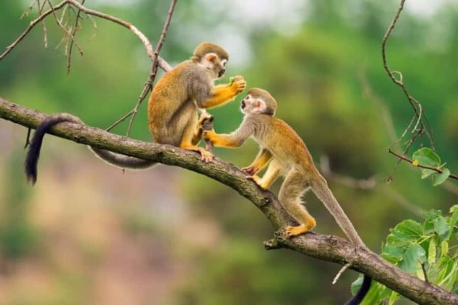 Iquitos: Amazon Jungle in 2 Days: Adventure and Expedition - A 5:30 a.m. start for Amazon birds