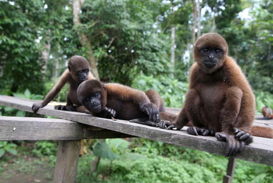 Iquitos : Full Day Excursion to Monkey Island - From downtown Iquitos or the airport to the pier