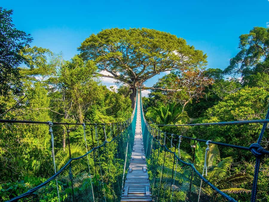 Iquitos: Full Day Tour in the Jungle | Amazon Safari - Dolphin watching near Iquitos