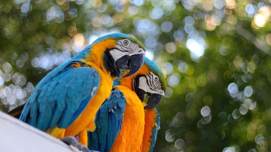 Iquitos: Full Day Tour in the Jungle | Amazon Safari - Lunch, the camp, and the return trip