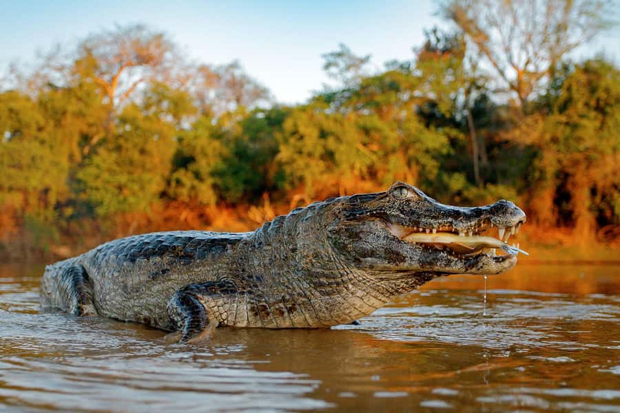 Iquitos: Full Day Tour in the Jungle | Amazon Safari - From Bella Vista Nanay to the Amazon River