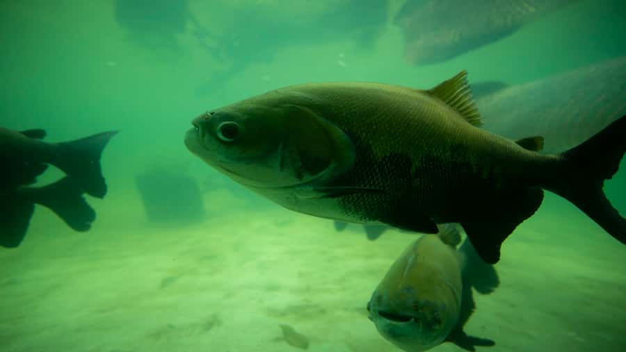Iquitos: Piranha Fishing Experience in the Amazon jungle - Is $88 per person good value?