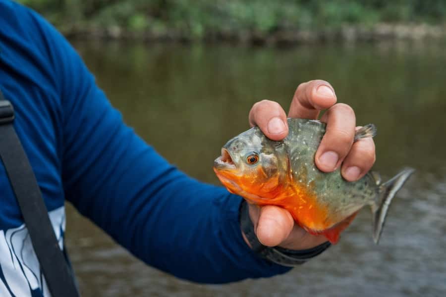 Iquitos to the Amazon: 2-Day Jungle & Wildlife Experience - Sunrise birds and a busy second morning