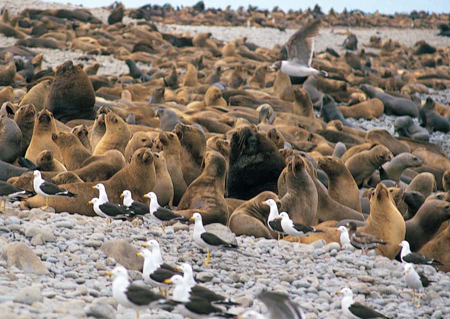 Lima: Ballestas Islands, Winery and Nazca Lines Private Tour - Key points to know before you book