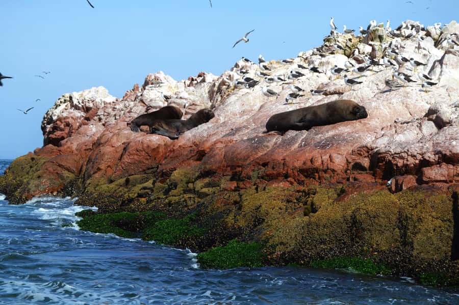Lima: Ballestas Islands, Winery and Nazca Lines Private Tour - What to pack for the day