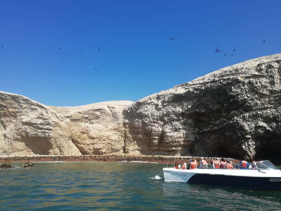 Lima: Ballestas Islands, Winery and Nazca Lines Private Tour - Ballestas Islands and the wildlife of Paracas Bay