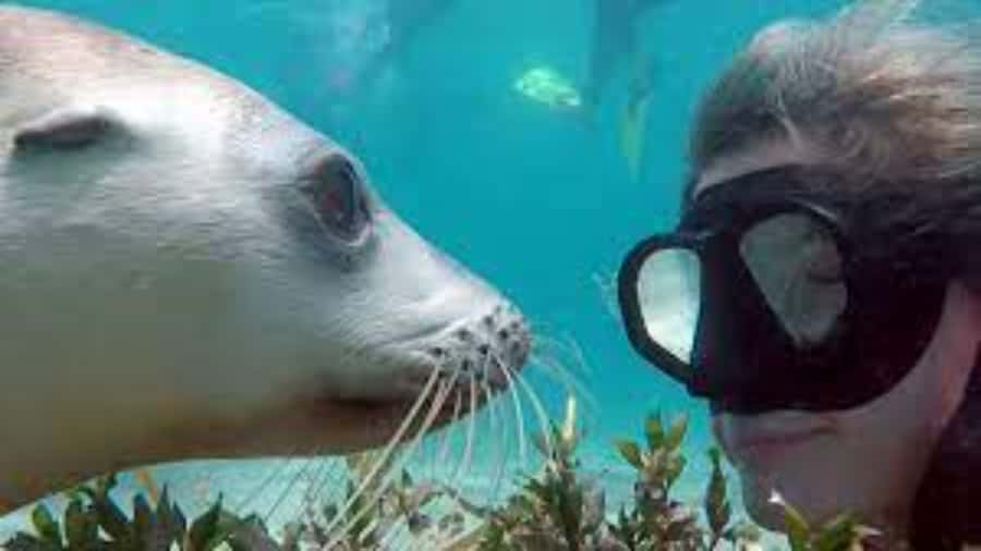 Lima | Islas Palomino Tour | Swim with Sea Lions - Key points at a glance