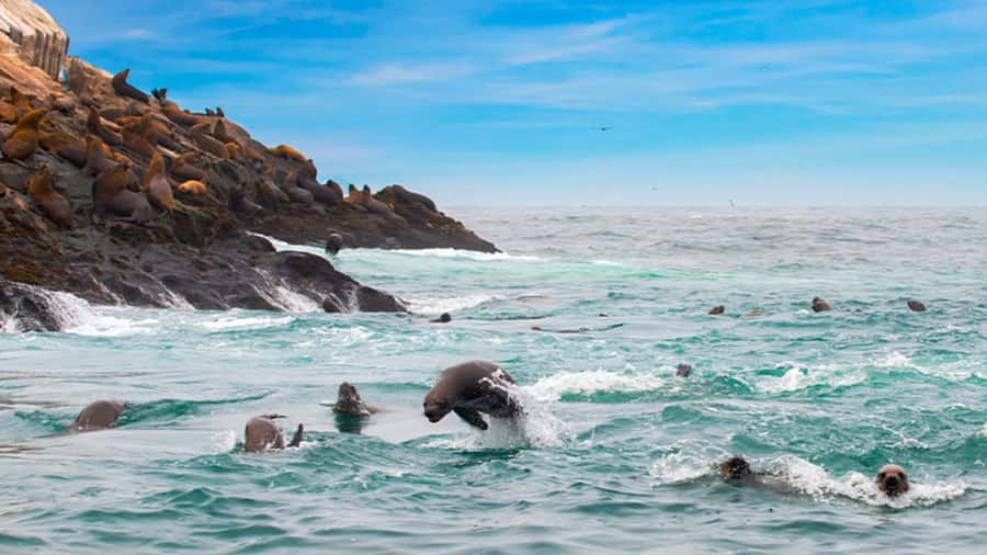 Lima | Islas Palomino Tour | Swim with Sea Lions - Why swimming with Palomino sea lions feels special