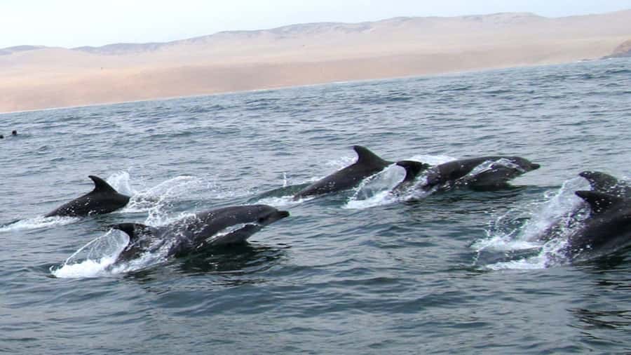 Lima | Islas Palomino Tour | Swim with Sea Lions - What $79 includes and what it does not