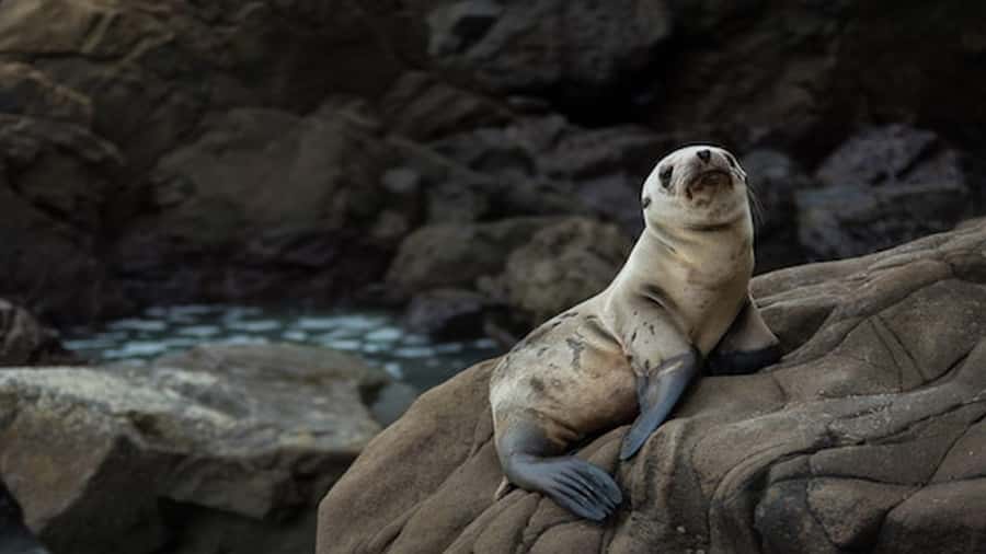 Lima | Islas Palomino Tour | Swim with Sea Lions - Sea conditions are part of the bargain