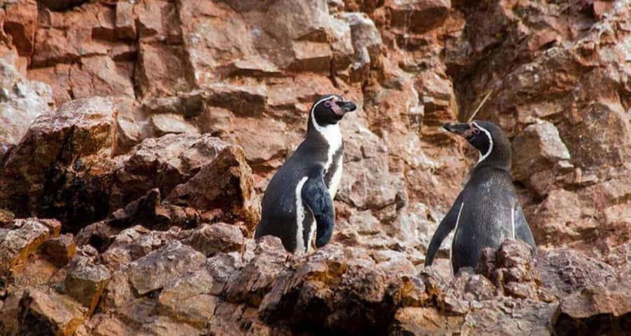 Lima | Islas Palomino Tour | Swim with Sea Lions - Who will enjoy this boat trip most