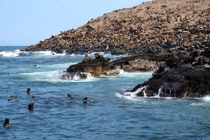Lima: Palomino Islands Excursion & Swimming with Sea Lions with Hotel Transfers - Safety, Supervision, and Animal Respect