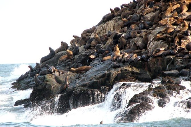 Lima: Palomino Islands Excursion & Swimming with Sea Lions with Hotel Transfers - Sun, Cold, Smell, and What to Pack