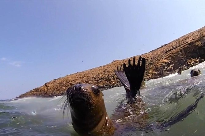 Lima: Palomino Islands Excursion & Swimming with Sea Lions with Hotel Transfers - Is the $125 Price Good Value?