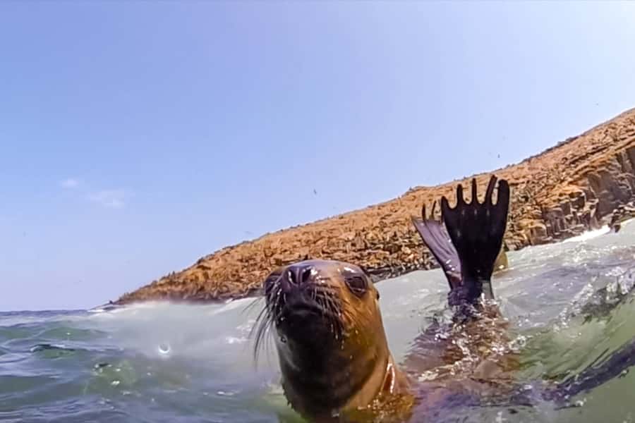 Lima: Palomino Islands Speedboat Tour & Swim with Sea Lions - Key points to know before you book