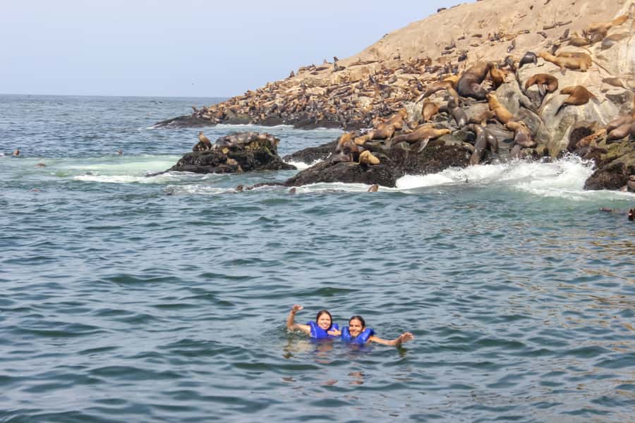 Lima: Palomino Islands Speedboat Tour & Swim with Sea Lions - Should you book the Palomino Islands tour?