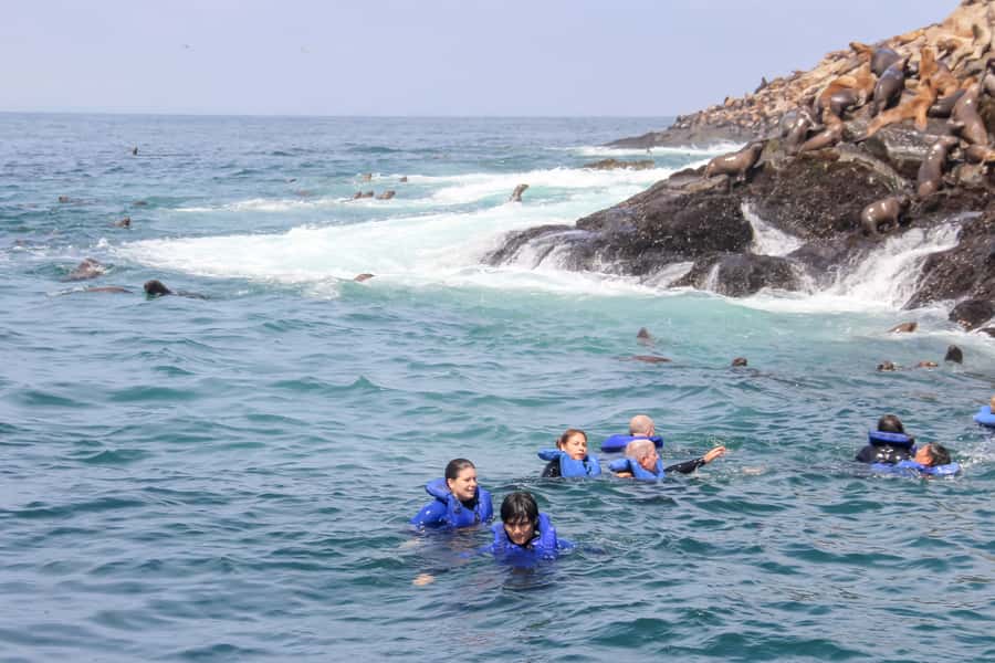 Lima: Palomino Islands Speedboat Tour & Swim with Sea Lions - The Palomino Islands sea lion swim