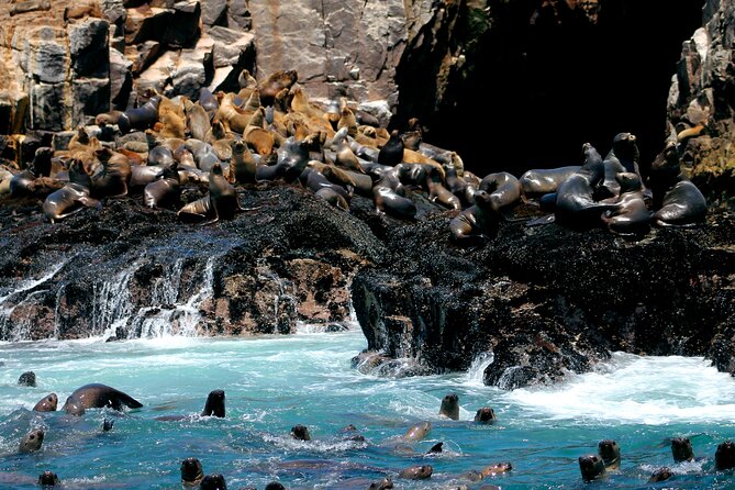 Lima Peru Sea Lions, History and Palomino Callao Islands - Key points to know before booking