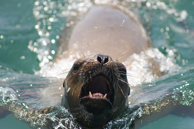 Lima Peru Sea Lions, History and Palomino Callao Islands - Why the Palomino Islands are worth your morning