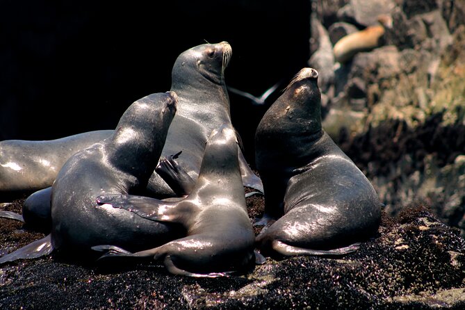 Lima Peru Sea Lions, History and Palomino Callao Islands - The speedboat ride across the Pacific