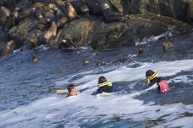 Lima Peru Sea Lions, History and Palomino Callao Islands - Meeting sea lions in their natural habitat