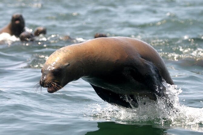 Lima Peru Sea Lions, History and Palomino Callao Islands - Getting into the water