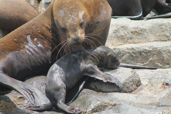 Lima Peru Sea Lions, History and Palomino Callao Islands - What the $72 price really covers