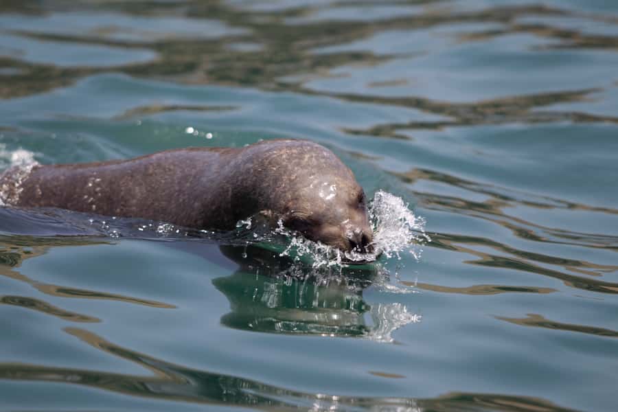 Lima: Sea Lion Swim and Wildlife Palomino Islands Cruise - Key points before you book