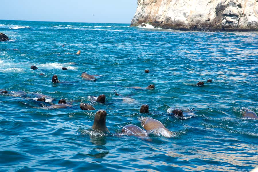 Lima: Sea Lion Swim and Wildlife Palomino Islands Cruise - Why this four-hour trip is special