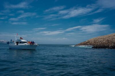 Sea Lion Swim and Wildlife Palomino Islands Cruise