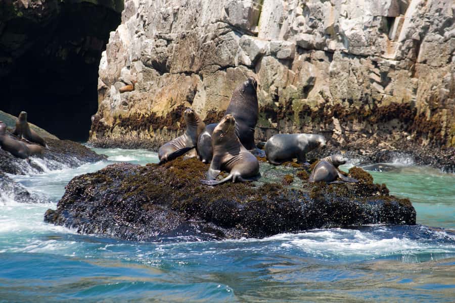 Lima: Sea Lion Swim and Wildlife Palomino Islands Cruise - Arriving at the Palomino Islands
