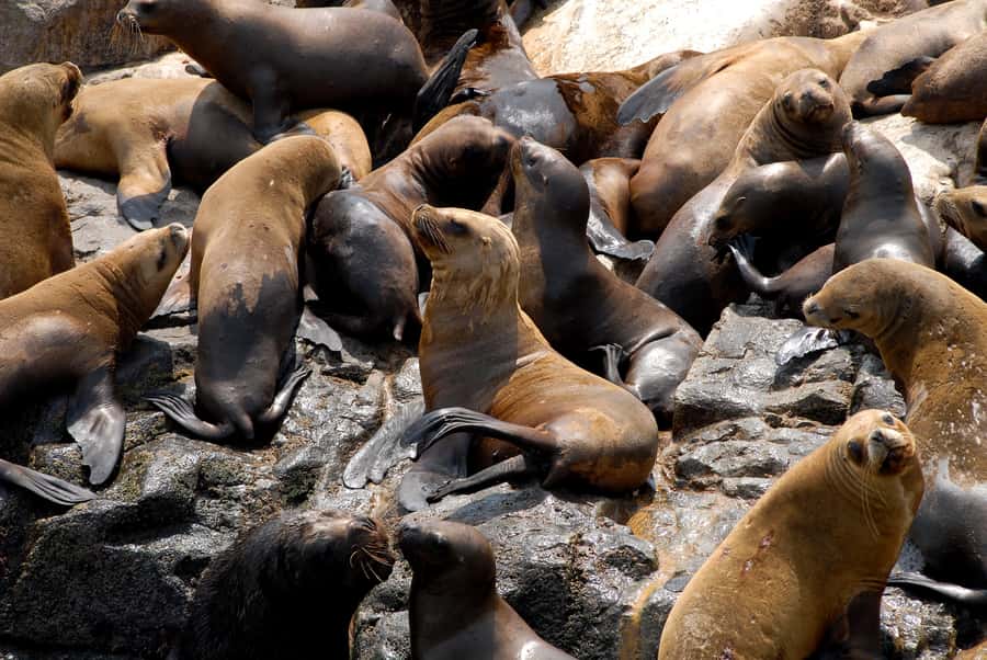 Lima: Sea Lion Swim and Wildlife Palomino Islands Cruise - The sea lion swim and cold-water reality
