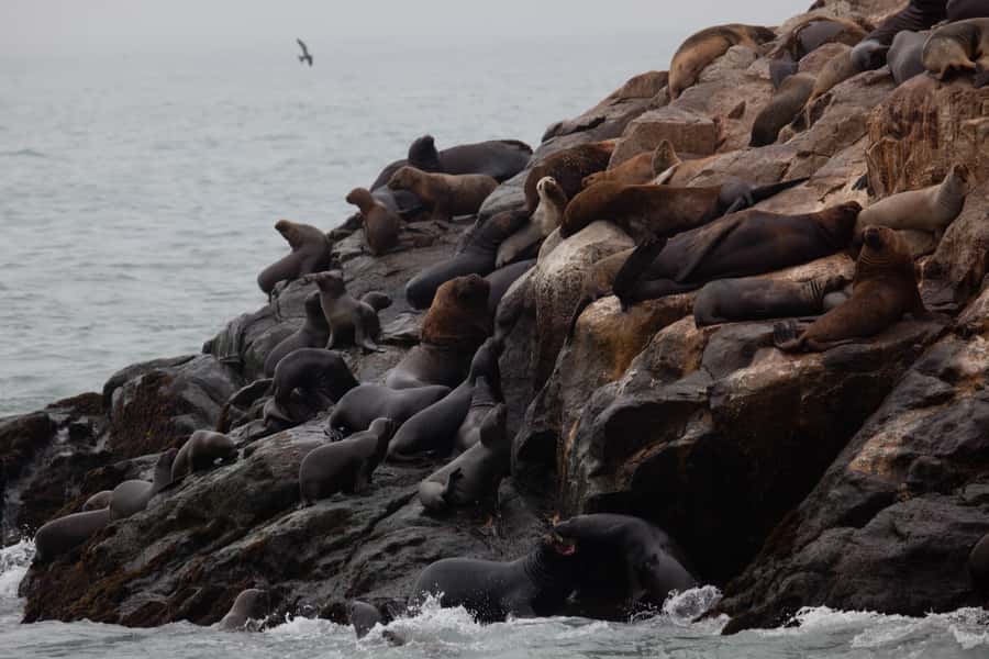 Lima: Sea Lion Swim and Wildlife Palomino Islands Cruise - Guide support, organization, and language