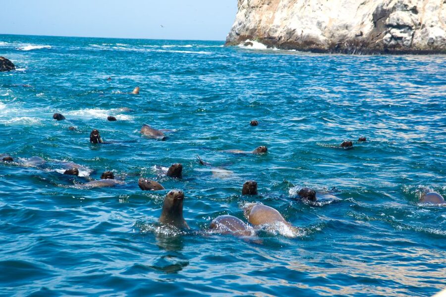 Lima: Sea Lion Swim and Wildlife Palomino Islands Cruise - What to bring for a smoother outing