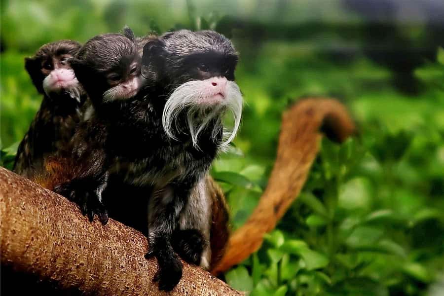 Living Nature from Cusco: 3 Days Manu Jungle all inclusive - Day 2: River travel to Amazon Manu Lodge