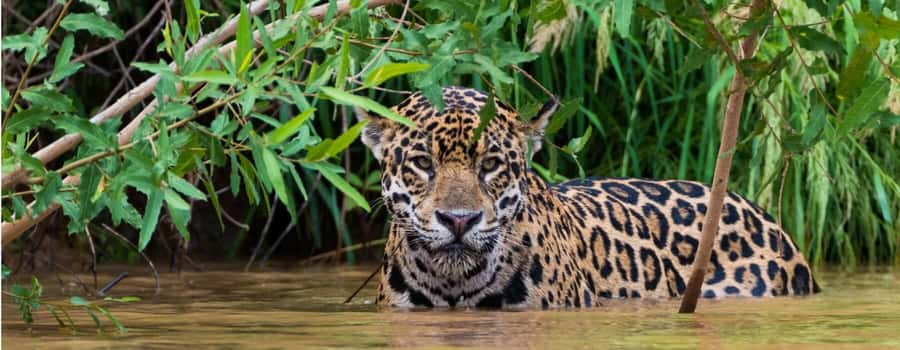 Living Nature from Cusco: 3 Days Manu Jungle all inclusive - Lodges, meals, and what all-inclusive means here