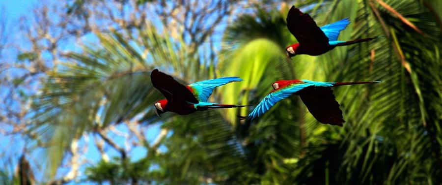 Living Nature from Cusco: 3 Days Manu Jungle all inclusive - Who should book this Manu Jungle tour?