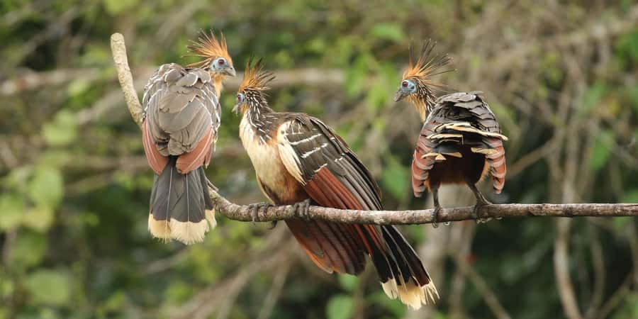 Living Nature from Cusco: 3 Days Manu Jungle all inclusive - Day 1: From Cusco through Paucartambo and the cloud forest