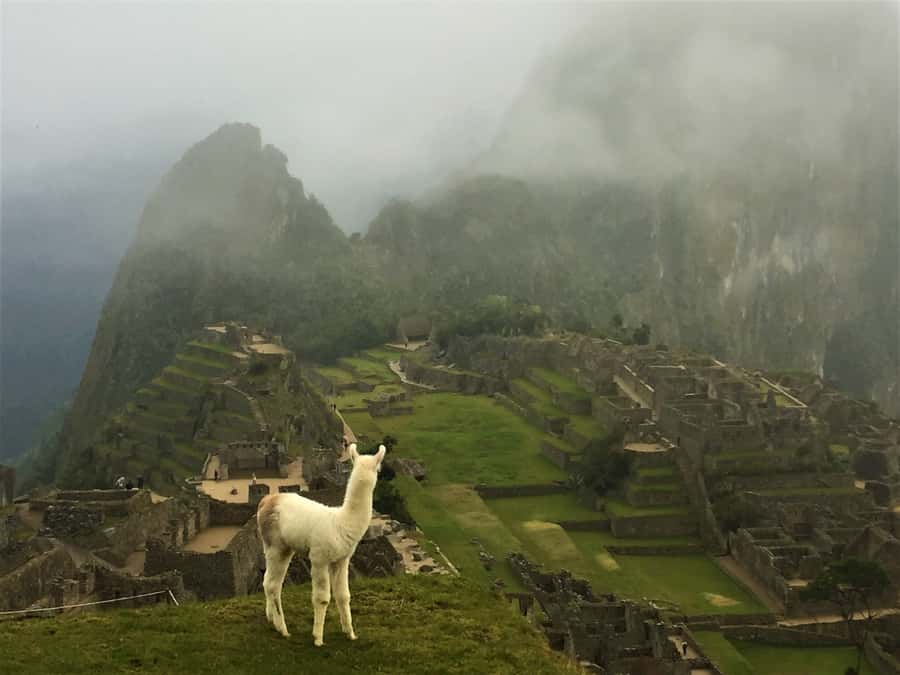 Machu Picchu: Private Tour Guide Service - Who should book this private service?