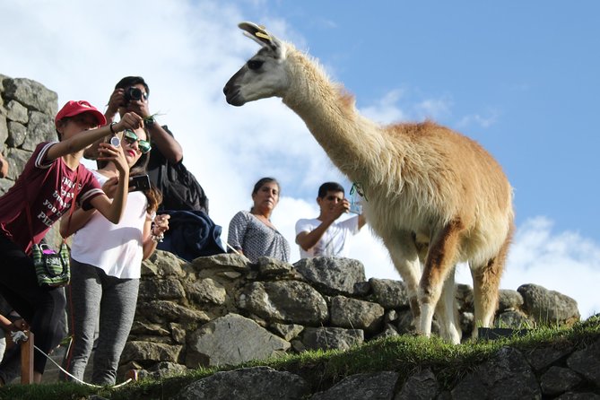 Machu Picchu Tour From Cusco Full Day - The Main Drawbacks: Waiting and Return Transport