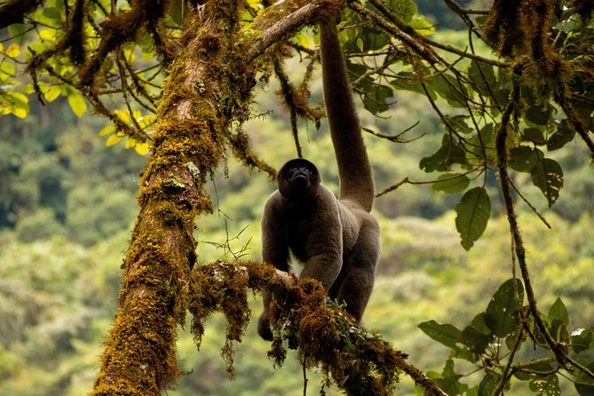 Manu National Park Tour 4days/3night - Hot springs and slower hours in the forest