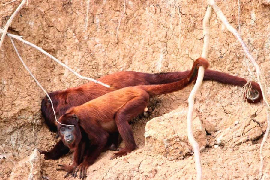 Manu National Park Tours from Cusco 5 Days - Key points to know before booking