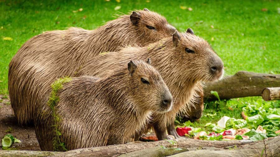 Manu National Park Tours from Cusco 5 Days - What to pack and how to prepare