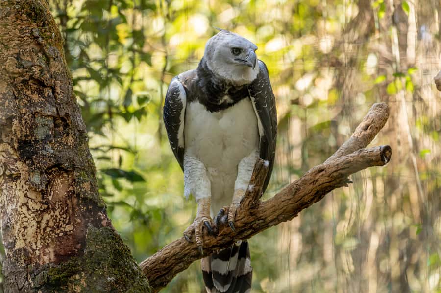 Manu National Park Tours from Cusco 5 Days - Why this five-day Manu route makes sense