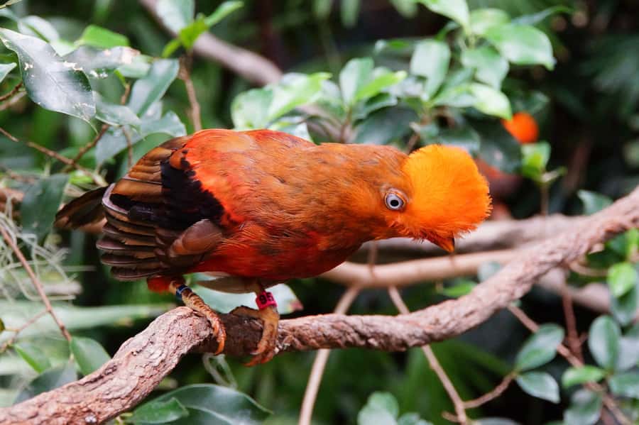 Manu National Park Tours from Cusco 5 Days - Day 2: A 40-minute boat ride to Soga de Oro Lodge